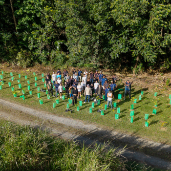Aerial view of a large group of volunteers standing among rows of newly planted tree guards in a grassy field beside a forest.